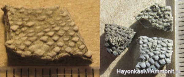 девон, рыбы, Sarcopterygii