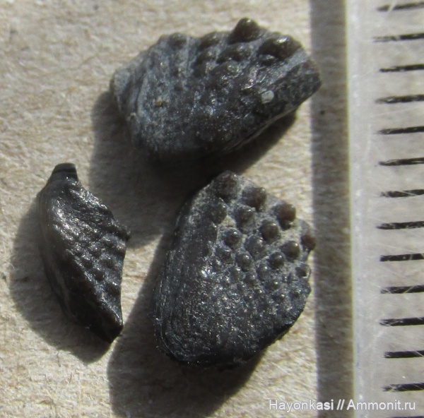 девон, рыбы, Sarcopterygii, Dipnoi, зубы рыб