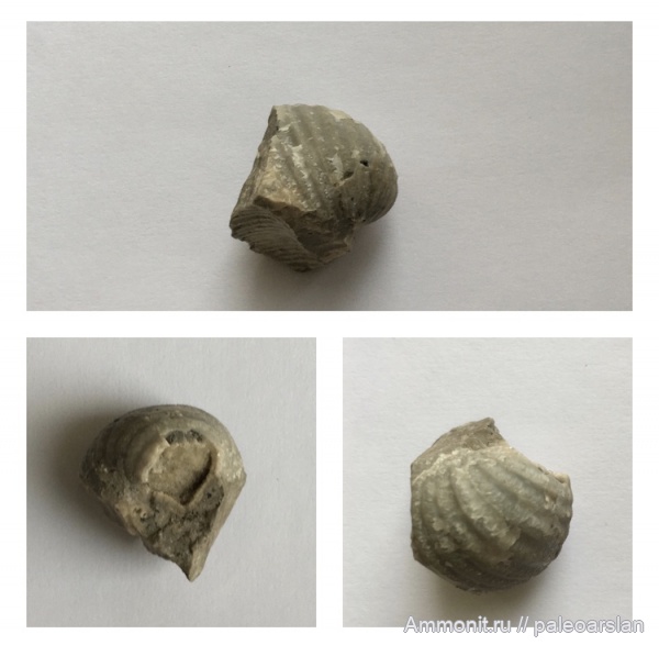 пермь, продуктиды, Echinaria, башкортостан шиханы