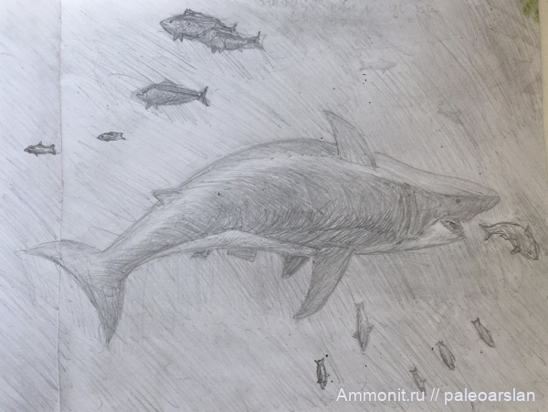 палеогеновый период, палеоарт, Otodus obliquus, Отодус