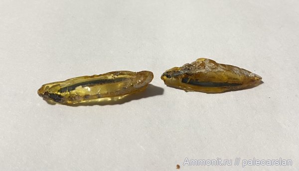 янтарь, иглы, Калининградская область, инклюз