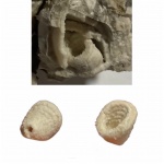 Руки спирифириды.