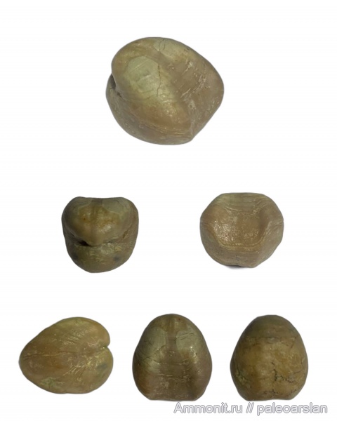 брахиоподы, Вильповицы, Ленинградская область, Orthida, Porambonites