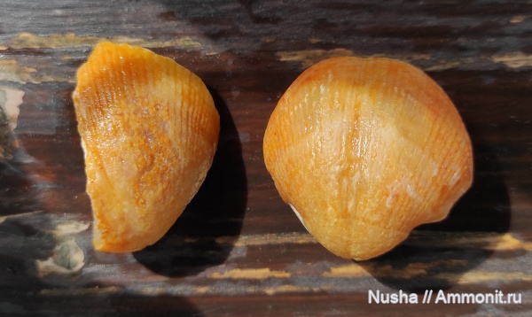 брахиоподы, Choristites