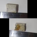 Бакулит№1 Гродненские меловые карьеры