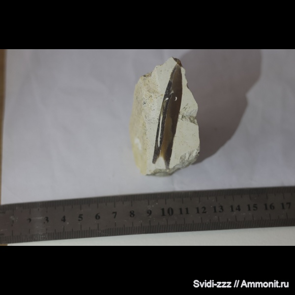 belemnites