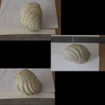 Большая раковина