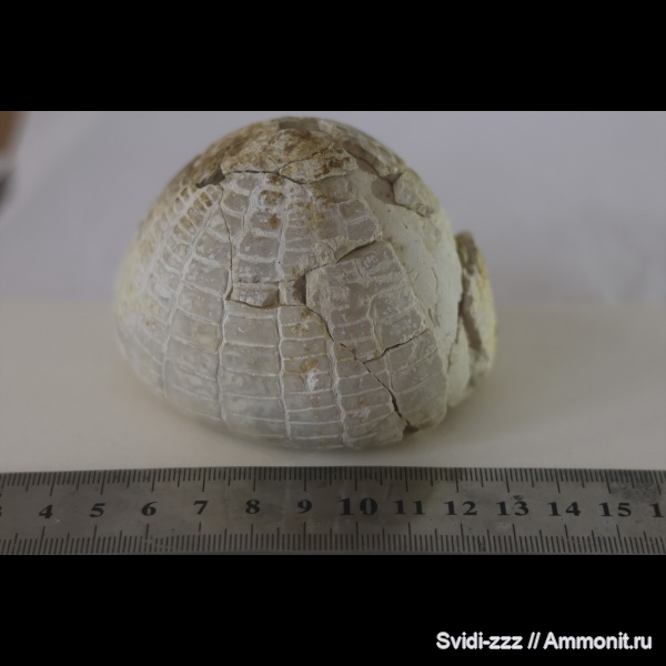 Echinoidea, Cretaceous