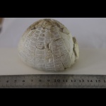 Ёж Гриша. Помогите, пожалуйста с классификацией