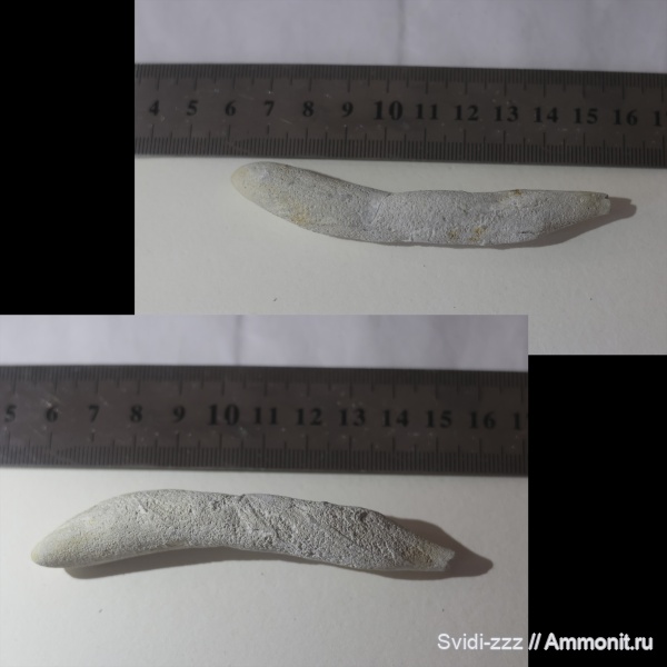 Cretaceous, coprolith