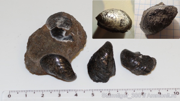 Верхняя юра Москвы