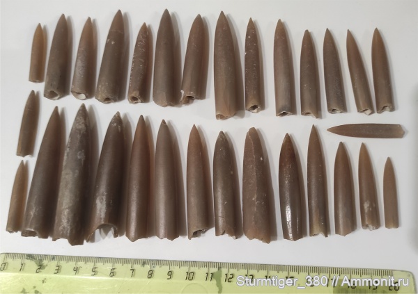 белемниты, юра, Фили, волжский ярус, ростры, Acroteuthis, Lagonibelus, Суворовский парк, Volgian, Jurassic, belemnites