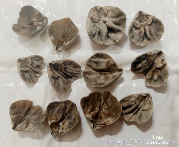 брахиоподы, юра, Мневники, Russiella, Terebratulida