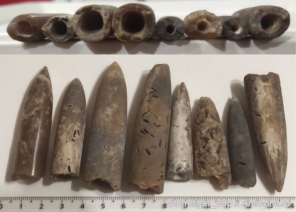 белемниты, юра, волжский ярус, ихнофоссилии, усоногие раки, Rogerella, Volgian, Jurassic, belemnites