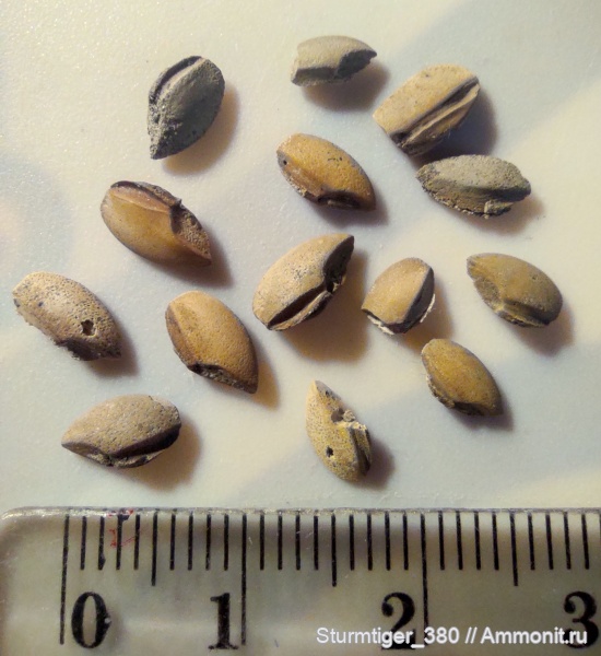 юра, отолиты, Otolithes, Jurassic, Palealbula, Palealbula moscoviensis, Palealbula korchinskyi