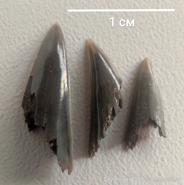 юра, акулы, волжский ярус, Sphenodus, зона Epivirgatitus nikitini