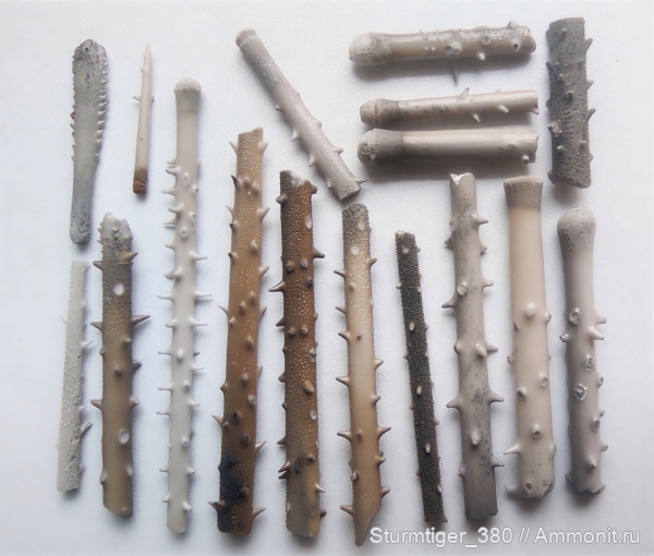 морские ежи, юра, Фили, волжский ярус, Мневники, Rhabdocidaris, Rhabdocidaris spinigera, Rhabdocidaris anceps, Rhabdocidaris spathulata, иглы морских ежей, Volgian, Jurassic