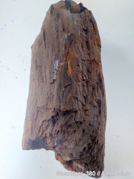 юра, древесина, окаменевшее дерево, Мневники, ископаемая древесина, Jurassic