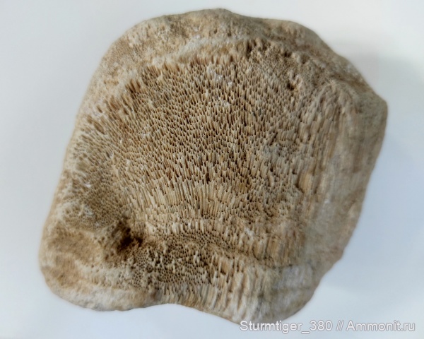 карбон, губки, хететес, Chaetetes, Porifera