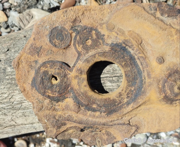 аммониты