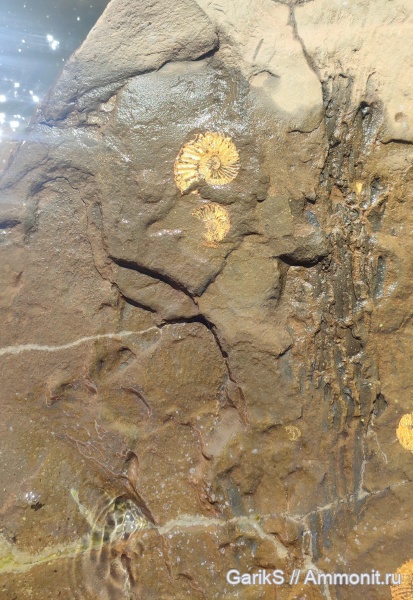 аммониты