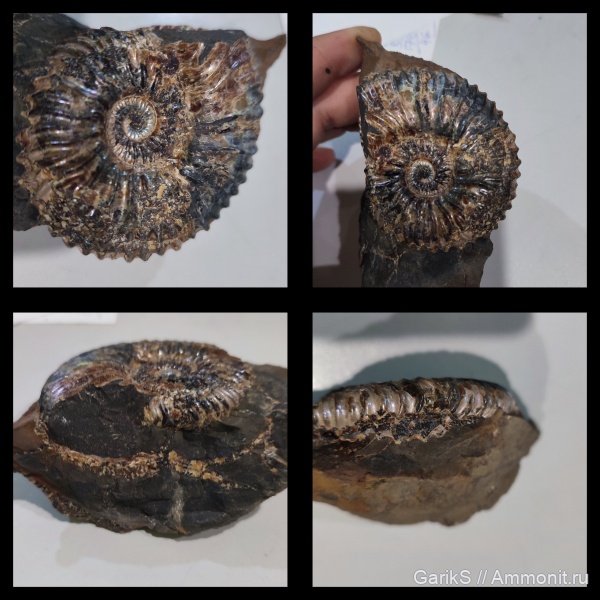 аммониты, мезозой