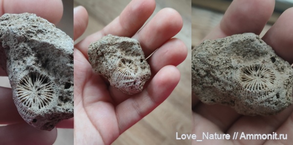 кораллы, каменноугольный период кораллы, каменноугольный период