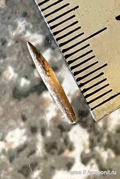 белемниты, волжский ярус, ростры, Eulagonibelus, Volgian, belemnites