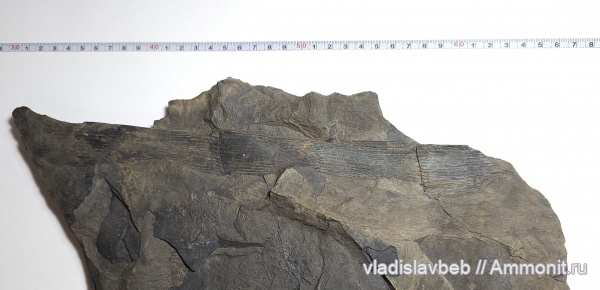 карбон, растения, хвощевидные, Calamites