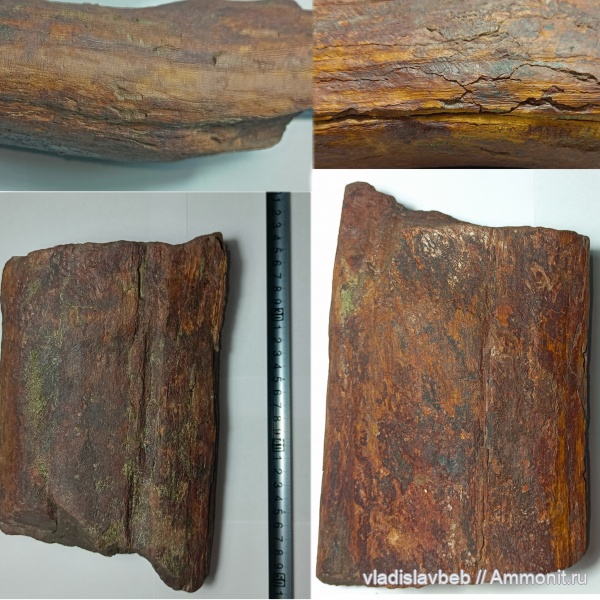 карбон, растения, голосеменные