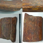 Окаменевший ствол (Кордаит?)