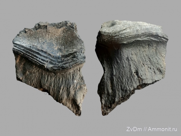 рыбы, позвоночные, Chondrichthyes, Petalodontiformes, Petalodus, зубы рыб, Petalodontidae