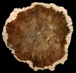 Окаменевшая древесина (hardwood), Орегон, США