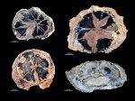 Типичные образцы из местонахождения Blue Forest, Вайоминг