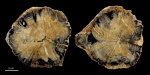 Перечное дерево Schinoxylon actinoporosum, Вайоминг