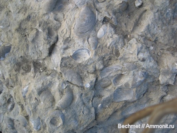 моллюски, мел, мезозойская эра, Кашпир, Cretaceous