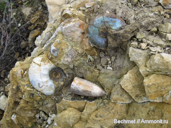аммониты, мезозойская эра, Craspedites, Ammonites