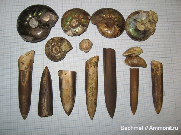 аммониты, белемниты, двустворчатые моллюски, Buchia, мезозойская эра, Craspedites, Ammonites, belemnites