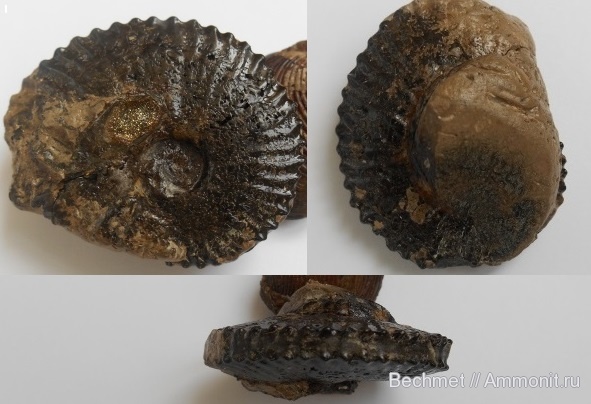 аммониты, кимеридж, мезозойская эра, Aulacostephanus, Ammonites, места находок, Aulacostephanus jasonoides, Kimmeridgian, Upper Jurassic