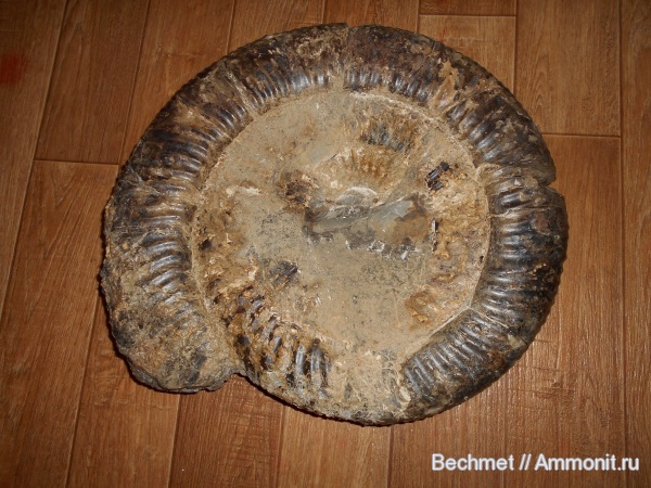 аммониты, меловой период, мезозойская эра, Speetoniceras, готерив, Ammonites, Hauterivian, Cretaceous