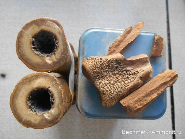 кайнозойская эра  млекопитающие лошади