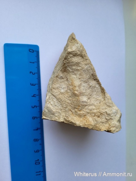 окаменелости Тульской области