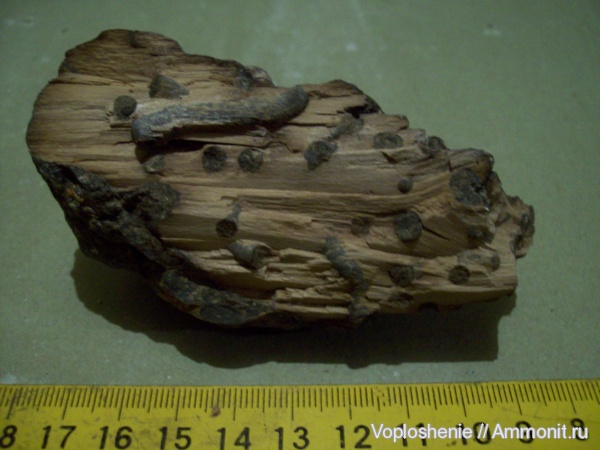 мел, сеноман, Саратовская область, окаменевшая древесина, Александровка, Cenomanian, Cretaceous