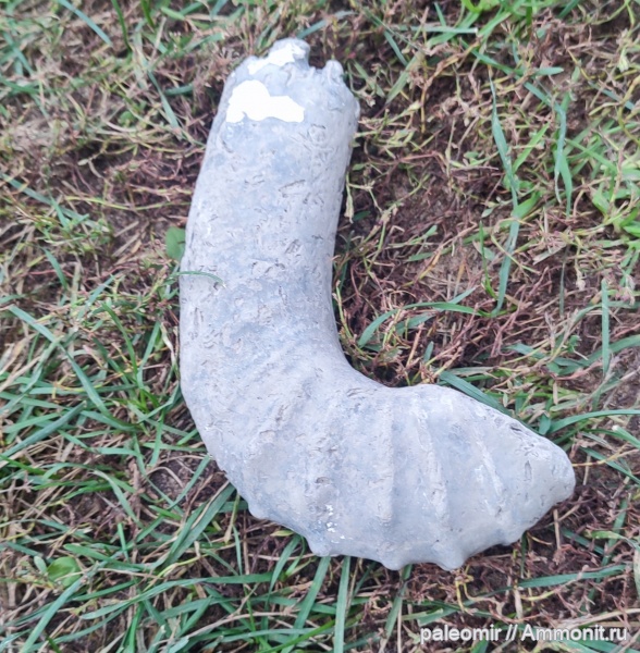 аммониты, мел, Audouliceras