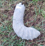 Гетероморфный аммонит Audouliceras