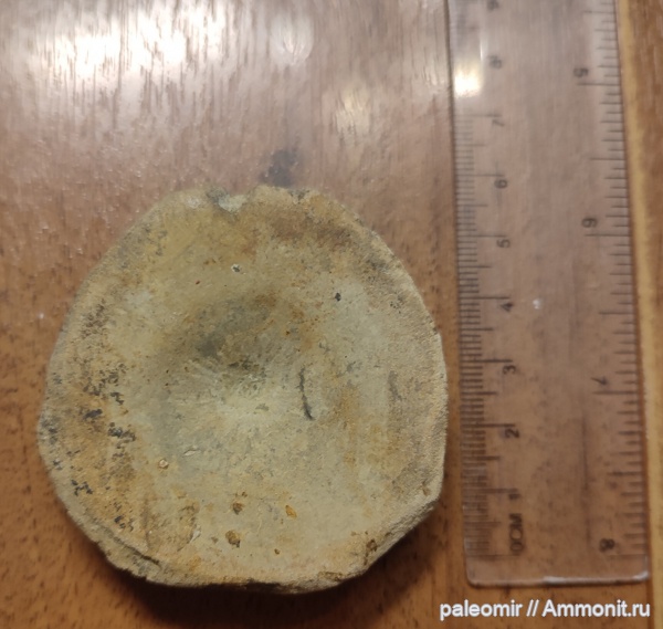 юра, ихтиозавры, позвоночные