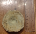 Позвонок ихтиозавра