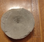 Крупный позвонок ихтиозавра