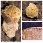 Cyclopoceras abundans