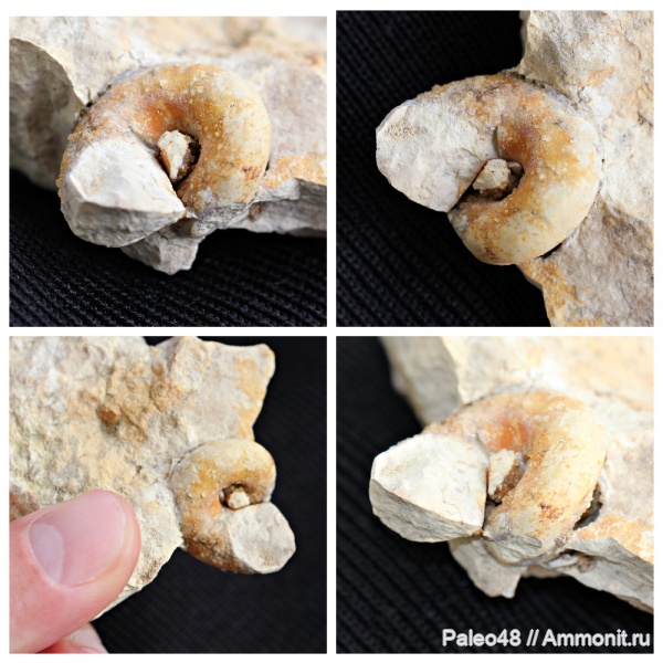 гастроподы, девон, брюхоногие моллюски, Липецкая область, Грязи